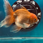 Red White Oranda