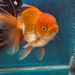 Red White Oranda