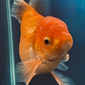 Red White Oranda