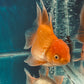 Red White Oranda