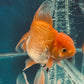 Red White Oranda