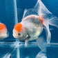 Red White Oranda