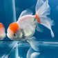 Red White Oranda