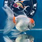 Red White Oranda