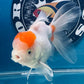 Red White Oranda