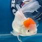 Red White Oranda