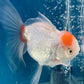 Red White Oranda