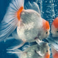 Red White Oranda