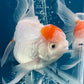 Red White Oranda