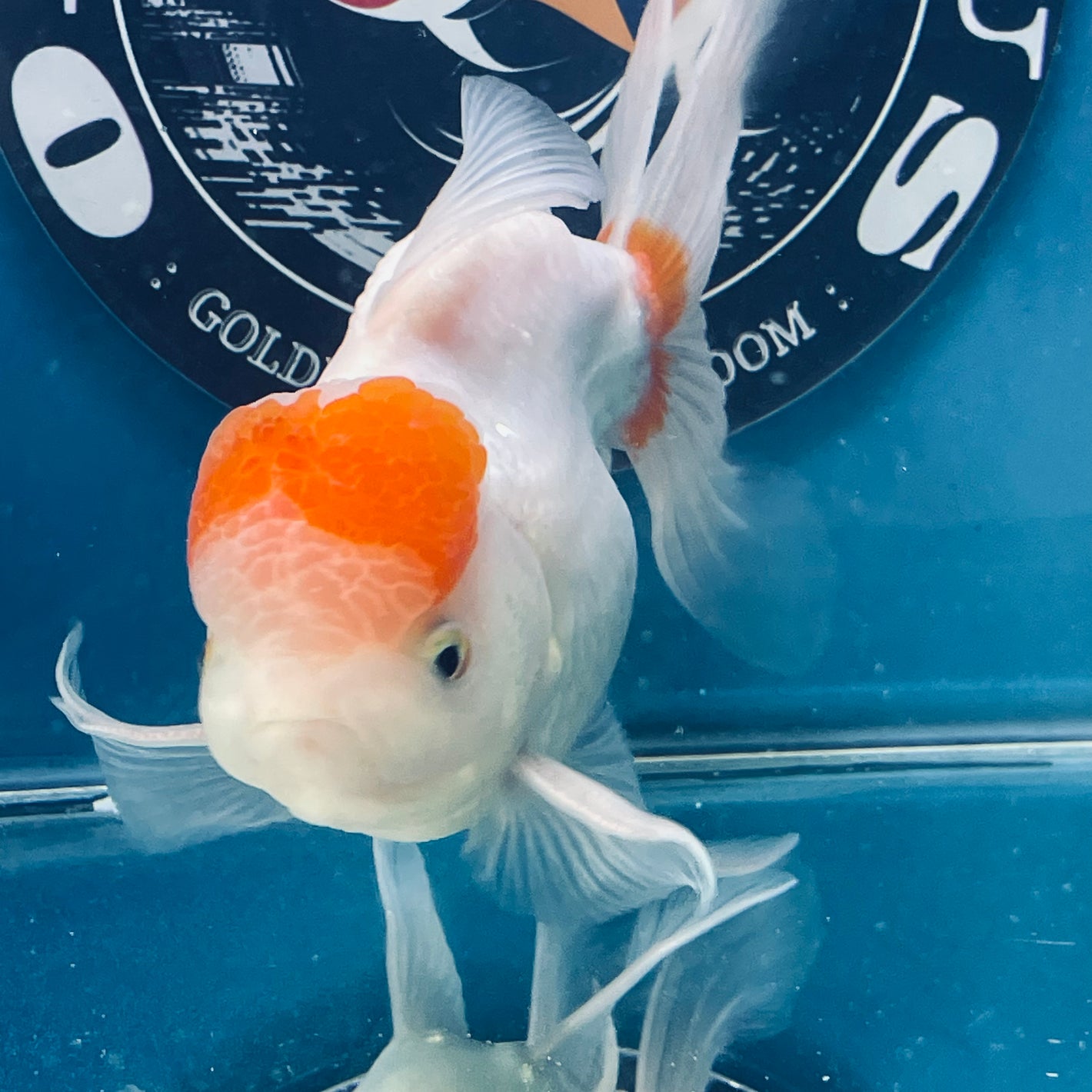 Red White Oranda