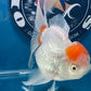 Red White Oranda