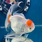 Red White Oranda