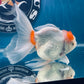 Red White Oranda