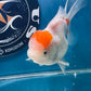 Red White Oranda