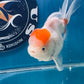 Red White Oranda