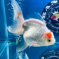 Red White Oranda