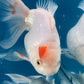 Red White Oranda