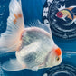 Red White Oranda