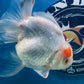 Red White Oranda