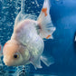 Red White Oranda