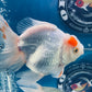 Red White Oranda