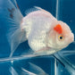 Red White Oranda