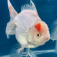 Red White Oranda