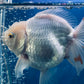 Red White Oranda