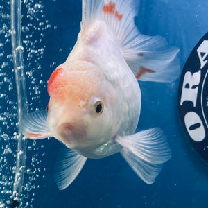 Red White Oranda