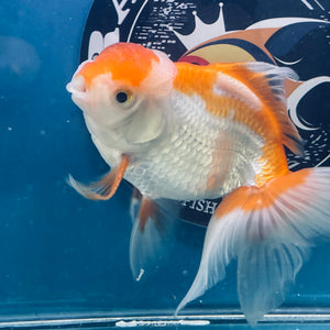 Red White Oranda