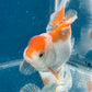 Red White Oranda