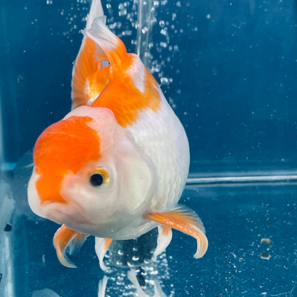 Red White Oranda