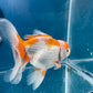 Red White Oranda