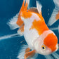 Red White Oranda