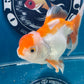 Red White Oranda