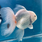 Red White Oranda