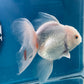 Red White Oranda