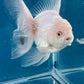 Red White Oranda