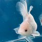 Red White Oranda