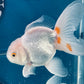 Red White Oranda