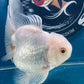 Red White Oranda