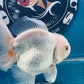 Red White Oranda