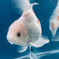 Red White Oranda