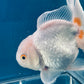 Red White Oranda