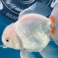 Red White Oranda