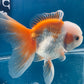 Red White Oranda