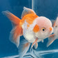 Red White Oranda