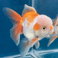 Red White Oranda