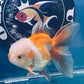 Red White Oranda