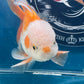 Red White Oranda